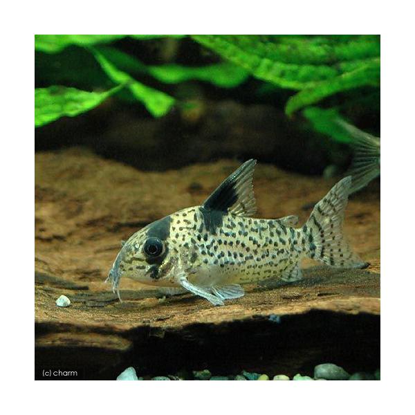 こりどらす コリドラス ロンドニア 8｜コリドラスの仲間 - Corydoras
