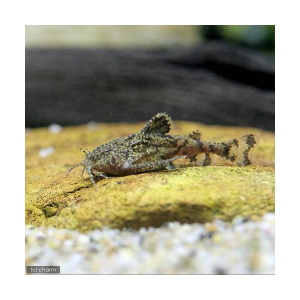 PF_SPQ　_aqua　熱帯魚・エビ他　ナマズの仲間　ハラジャーデニー　３匹　fish_database　Ｈａｒａ　ｊｅｒｄｏｎｉ　小型水槽用小型ナマズ　その他の熱帯魚　ハラジェルドニー　ハラジュルドニー　ドワーフアンコールキャット　tc...