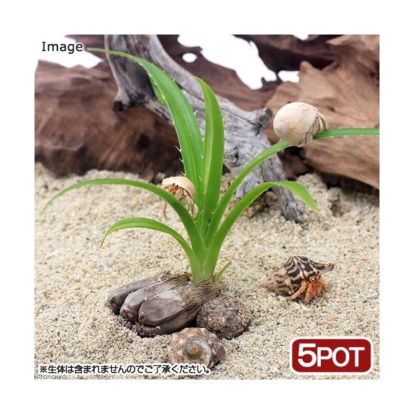 iϗtAjybg[t@A_̕c@R`Si_jiT|bgj@IJhJ