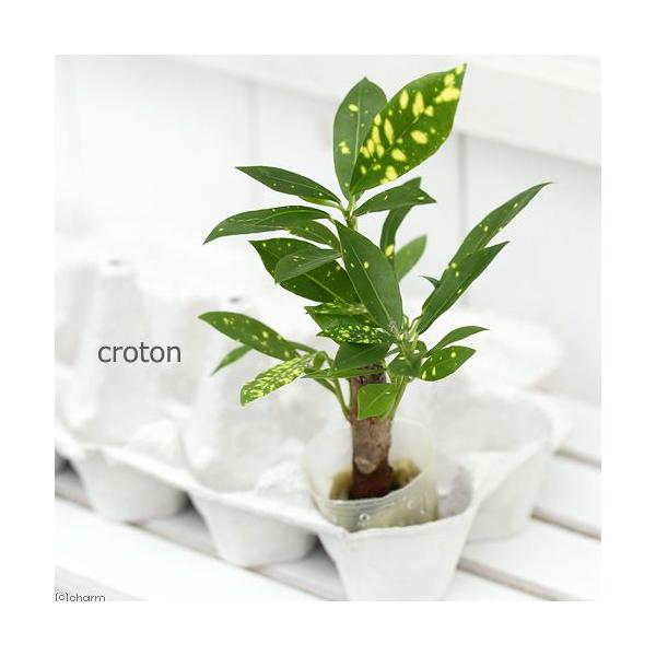 珍品 クロトン ザ・ファームセレクト]クロトン：スクリューレッド系特選 6号