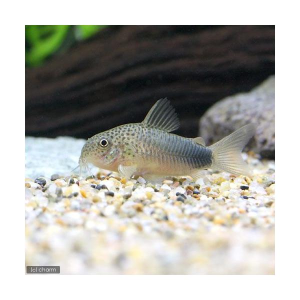 PF_SPQ　_aqua　熱帯魚・エビ他　コリドラス　ショートノーズ　コリドラスシミリス　１匹　fish_database　Ｈｏｐｌｉｓｏｍａ　ｓｉｍｉｌｅ　Ｃｏｒｙｄｏｒａｓ　ｓｉｍｉｌｉｓ　コリドラスバイオレット　コリドラスヴァイオレッ...