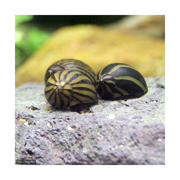 PF_SPQ　_aqua　熱帯魚・エビ他　貝　石巻・サザエ・フネアマ　シマカノコガイ　シマカノコ貝　２匹　縞鹿子貝　縞鹿の子貝　fish_database　Ｎｅｒｉｔｉｎａ　ｐａｒａｌｅｌｌａ　ｔｕｒｒｉｔａ　ｎａｔａｌｅｎｓｉｓ　Ｖｉｔｔ...