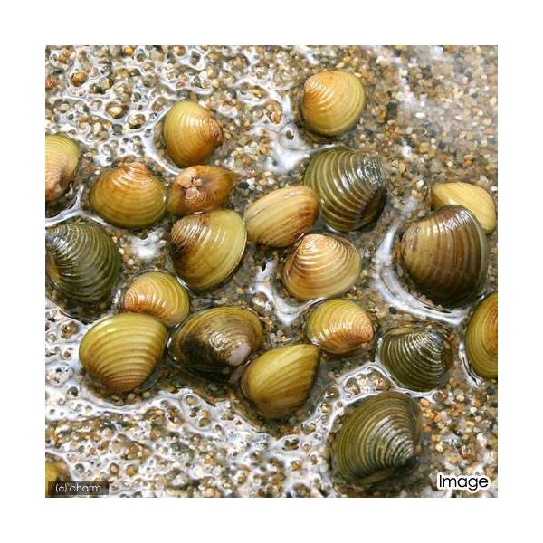 PF_SPQ　_aqua　熱帯魚・エビ他　貝　二枚貝　マシジミ　１０匹　fish_database　Ｃｏｒｂｉｃｕｌａ　ｌｅａｎａ　ビオトープ　水質浄化　アオコ対策　shr_ct-four　upgradeebi141029　top_ebi1...