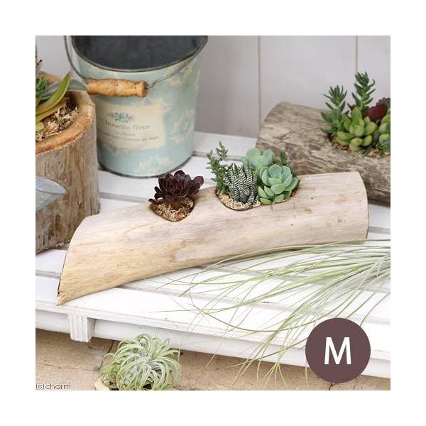 観葉植物 オアシスの人気商品・通販・価格比較 - 価格.com 観葉植物 オアシスの人気商品・通販・価格比較 - 価格.com