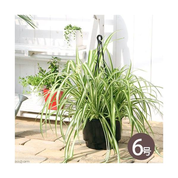 観葉植物　Oobachi　園芸　ガーデニング　ビバリウム　アクアテラリウム　パルダリウム　両爬向き植物　キジカクシ科　クロロフィツム属　Chlorphytum　comosum　ランナー　５号　20131014　ＨＴ　_gardening　育...