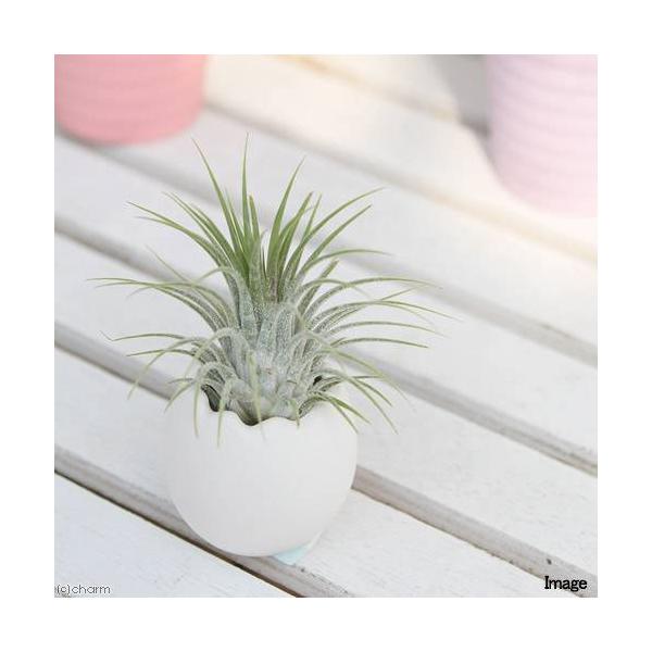 iϗtAj̕܂`ri`WAECIi^@Zbgj@A@@@v[g