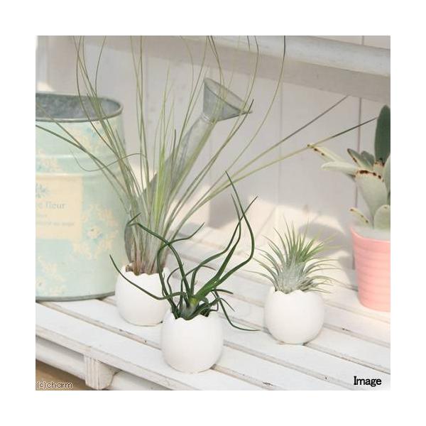 iϗtAj̕܂`riRZbgjiCIi^@u{[T@WZAj@A@@@v[g