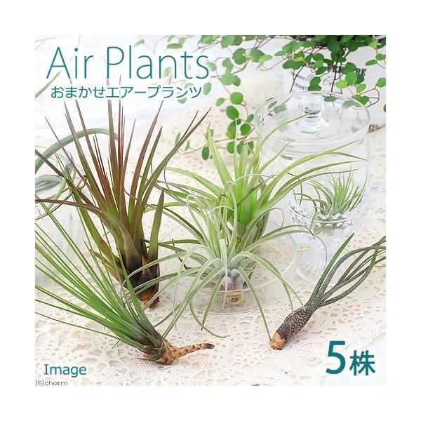 インテリア　インテリア・雑貨　ガーデニング　観葉植物　園芸　ビバリウム　アクアテラリウム　パルダリウム　両爬向き植物　パイナップル科　ハナアナナス属　着生植物　エアブロメリア　エアプランツ　ティランジア　チランジア　Tillandsia　エ...