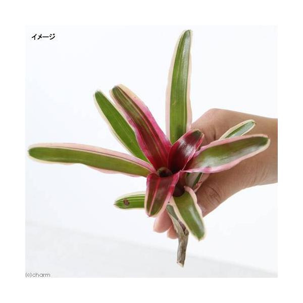 _kame　_hachu　_gardening　観葉植物　園芸　ガーデニング　ビバリウム　アクアテラリウム　パルダリウム　両爬向き植物　アナナス　パイナップル科　ブロメリア　タンクブロメリア　着生植物　ネオレゲリアシリーズ　Neoregel...