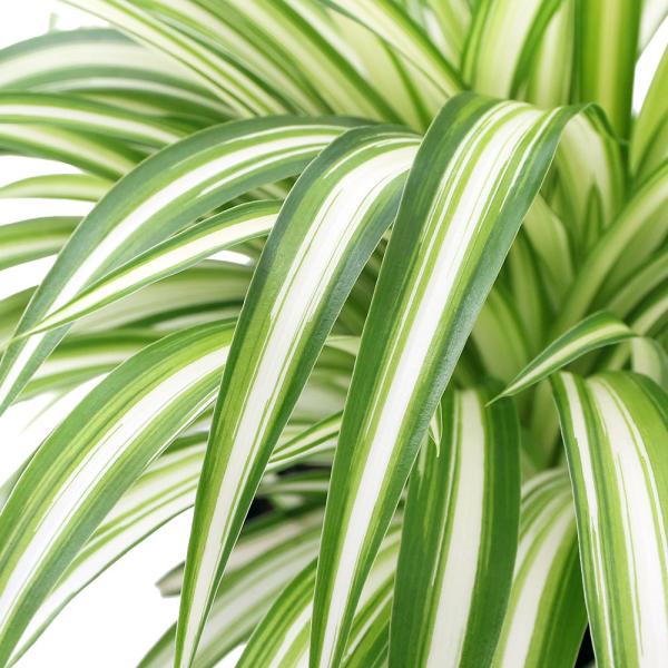 _gardening　_hachu　_kame　観葉植物　園芸　ガーデニング　ビバリウム　アクアテラリウム　パルダリウム　両爬向き植物　Chlorophytum　comosum　折鶴蘭　スパイダープラント　キジカクシ科オリヅルラン属　常緑多...