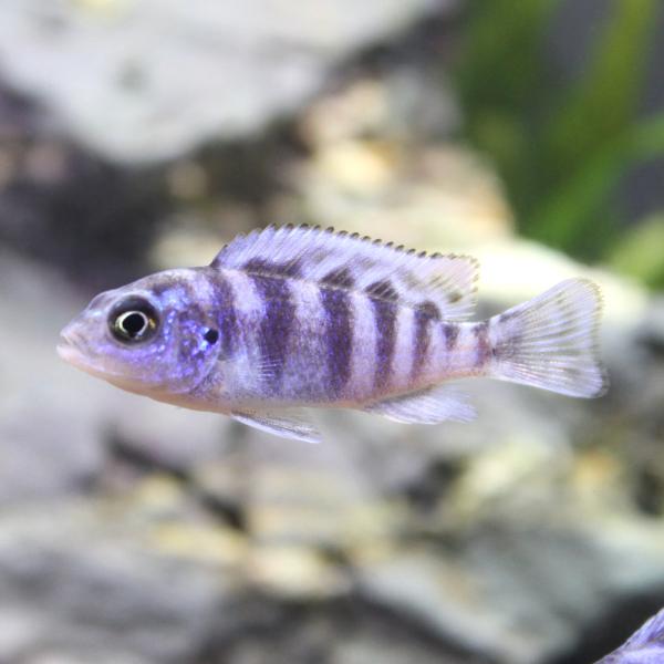 PF_SPQ　_aqua　熱帯魚・エビ他　シクリッド　種類で選ぶ　アフリカンシクリッド　ゴールデンゼブラ・シクリッド　４匹　fish_database　アフリカ産　ビギナーにオススメ　ムブナ　Ｍｂｕｎａ　Ｐｓｅｕｄｏｔｒｏｐｈｅｕｓ　ｌｏｍ...