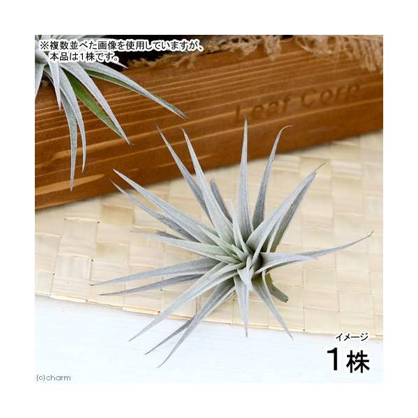 観葉　邑楽　インテリア　インテリア・雑貨　ガーデニング　観葉植物　園芸　ビバリウム　アクアテラリウム　パルダリウム　両爬向き植物　パイナップル科　ハナアナナス属　着生植物　エアブロメリア　エアプランツ　ティランジア　チランジア　Tillan...