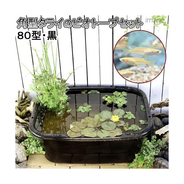 sirIg[vji߂jp^^C̃rIg[vZbgiWO^Ejѐ@E{q_J@{Bl