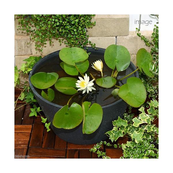 irIg[vji߂jSҌ@@ňĂ@_JZbgiO[jԐF܂ѐXC{Ђ߂@t@{Bl