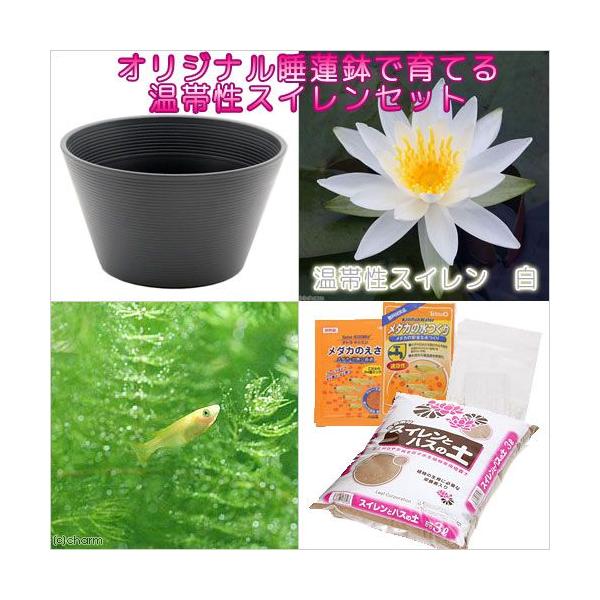 irIg[vji߂jSҌ@@ňĂ@_JZbgiO[jѐXC{Ђ߂UC@t@{Bl@Zbg