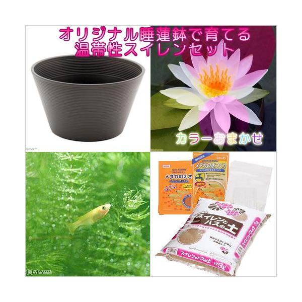 irIg[vji߂jSҌ@@ňĂ@_JZbgiuEjԐF܂ѐXC{Ђ߂@t@{Bl