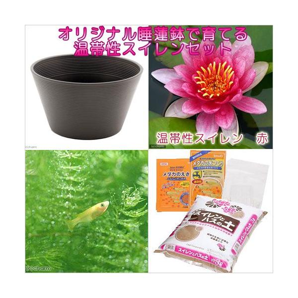 irIg[vji߂jSҌ@@ňĂ@_JZbgiuEjѐXCԁ{Ђ߂UC@t@{Bl@Zbg