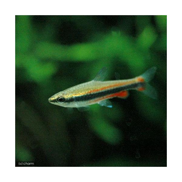 熱帯魚・エビ他　カラシン　テトラ等　南米産　小型種　ペンシル・細身系　ナノストムス・ベックホルディ　６匹　ビギナーにオススメ　ゴールデンペンシル　ナノストムスアノマルス　ナノストムスベックフォルディ　Ｎａｎｎｏｓｔｏｍｕｓ　ｂｅｃｋｆｏｒｄ...