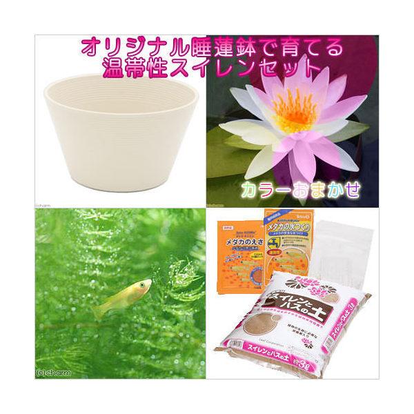 irIg[vji߂jSҌ@@ňĂ@_JZbgizCgjԐF܂ѐXC{Ђ߂@t@{Bl