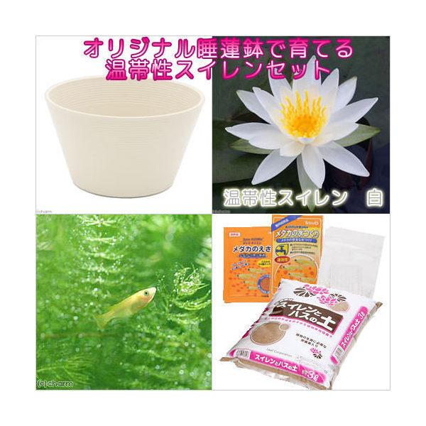 irIg[vji߂jSҌ@@ňĂ@_JZbgizCgjѐXC{Ђ߂UC@t@{Bl@Zbg