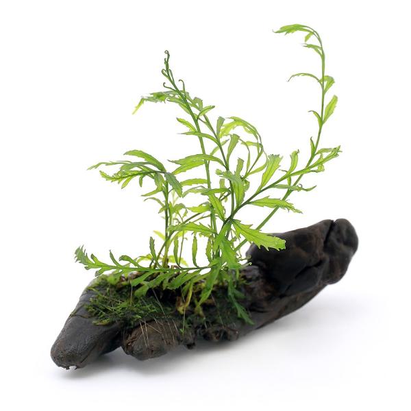 ijā@{reBX@qfBeBEB[X@؁@rTCYiPTjitji_jiP{j