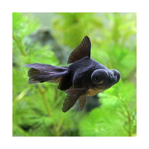 （国産金魚）出目金（デメキン）黒（1匹） 18720チャーム charm ヤフー店 通販 Yahoo!ショッピング