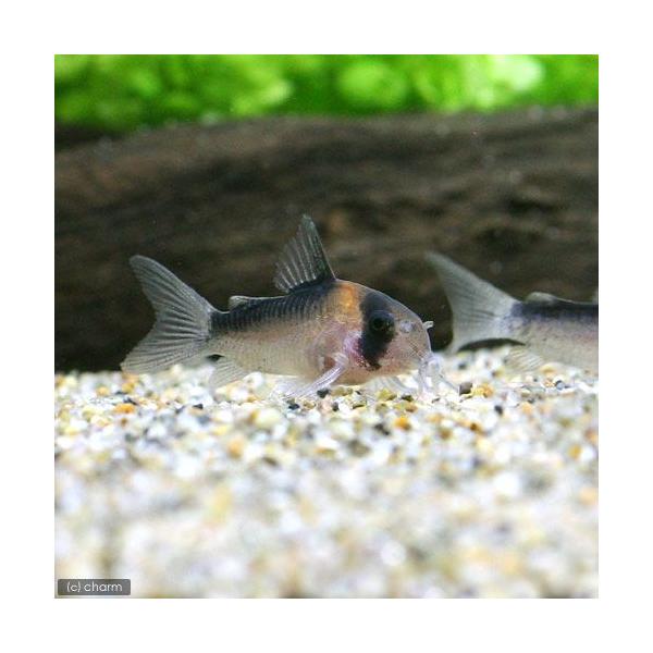 PF_SPQ　熱帯魚・エビ他　コリドラス　ショートノーズ　コリドラスデュプリカレウス　ドゥプリカレウス　ブリード　1匹　Hoplisoma　duplicareum　Corydoras　duplicareus　ハイバンドアドルフォイ　fish...