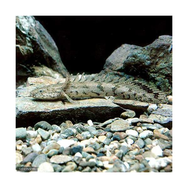 PF_SPQ　_aqua　熱帯魚・エビ他　古代・大型魚　ポリプテルスエンドリケリーエンドリケリー　sサイズ　１匹　fish_database　ビギナーにオススメ　ポリプテルス　エンドリケリー　africantropicalfish　tans...