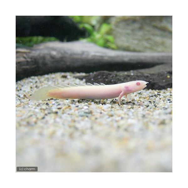 PF_SPQ　_aqua　熱帯魚・エビ他　古代・大型魚　ポリプテルス・セネガルス　アルビノ　アルビノセネガルス　Ｓサイズ　１匹　fish_database　ビギナーにオススメ　ポリプテルス　セネガルス　africantropicalfish...
