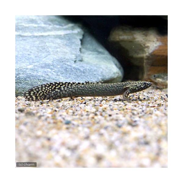 PF_SPQ　熱帯魚・エビ他　古代・大型魚　ポリプテルス・オルナティピンニス　１匹　fish_database　Ｐｏｌｙｐｔｅｒｕs　ｏｒｎａｔｉｐｉｎｎｉs　ビギナーにオススメ　ファンシーポリプ　淡水生体　wyjnd415熱帯魚　saki...