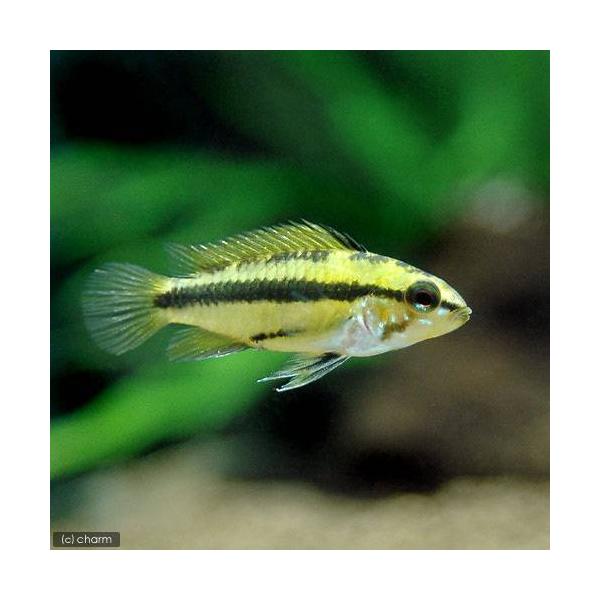 熱帯魚）アピストグラマ・トリファスキアータ メス（ヨーロッパ 