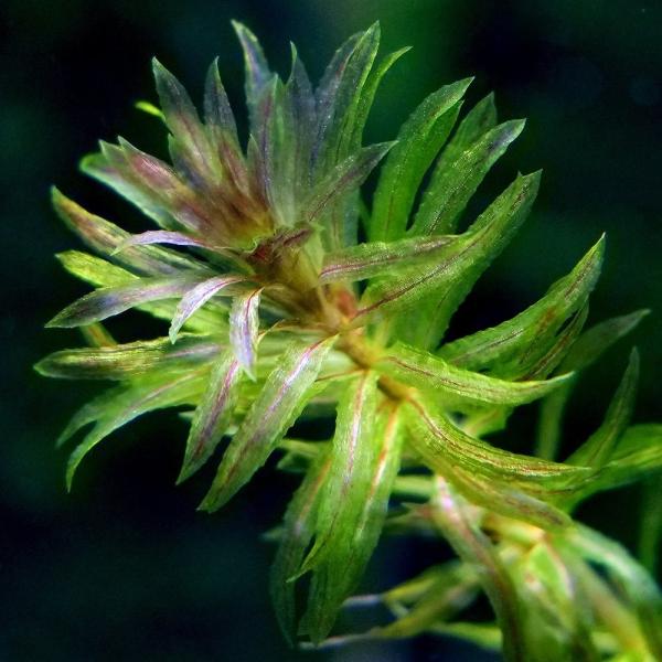チャーム（ペット） （水草）クロモ（水中葉）（無農薬）（3本