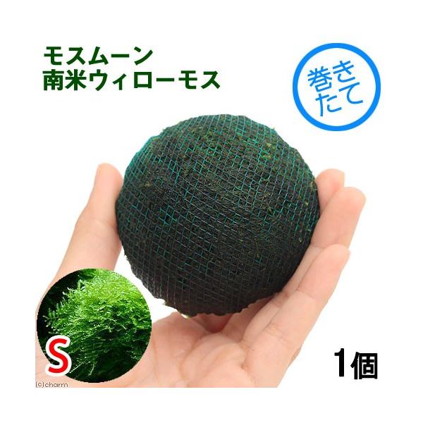 ijā@X[iăEB[XjrTCYitji_jiPj