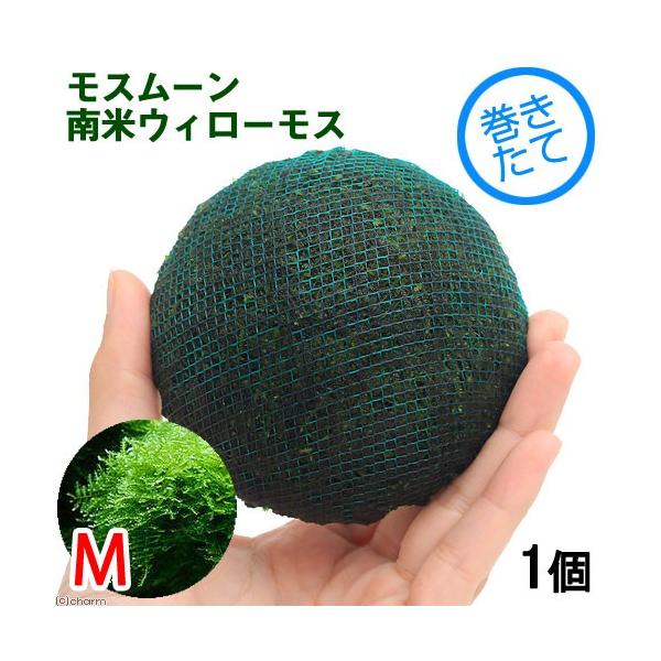 ijā@X[iăEB[XjlTCYitji_jiPj