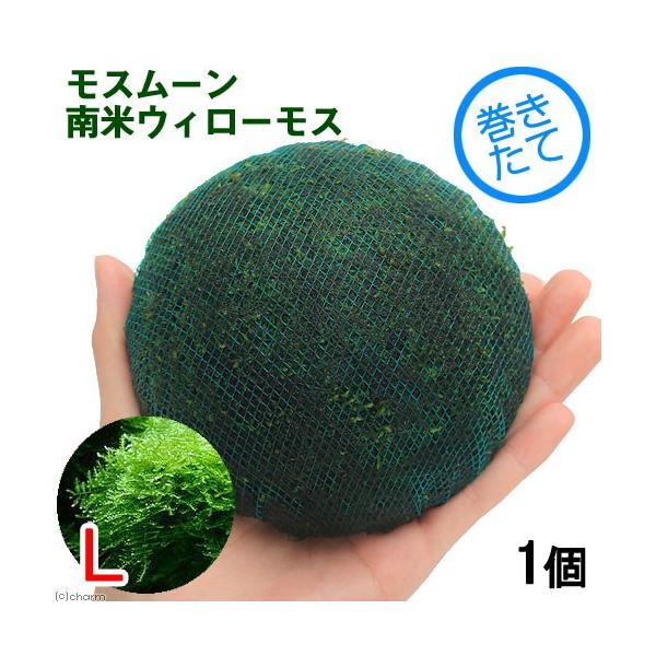 ijā@X[iăEC[XjkTCYitji_jiPj