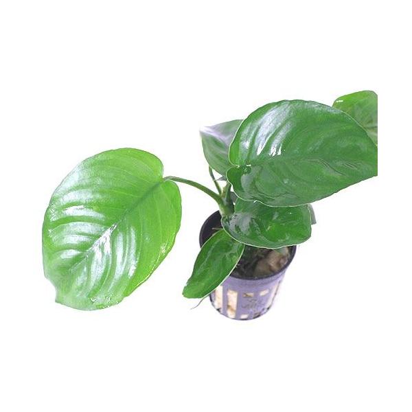 ijAkrAX@oe[@JfBtHAigsJ|bgji_jiP|bgj