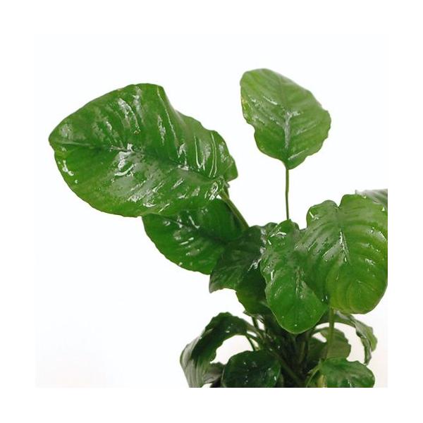 ijAkrAX@oe[DN[tiP|bgj