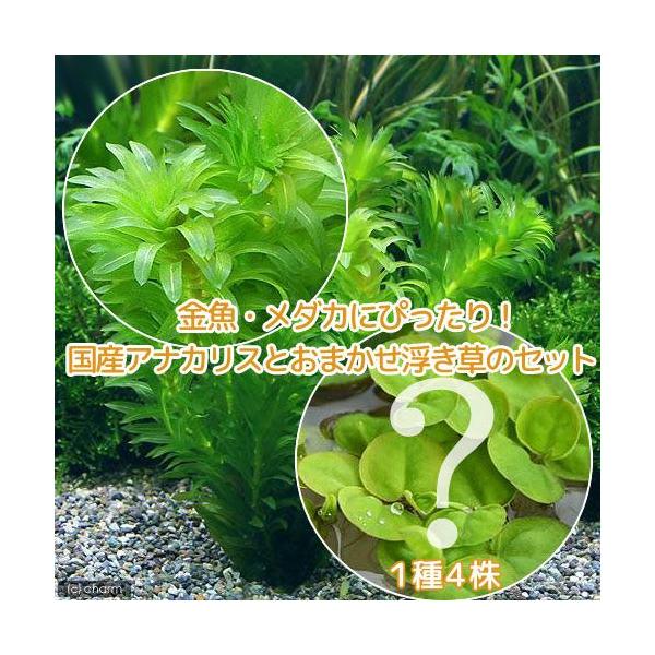 _wp　_aqua　金魚藻　有茎　マ行　金魚飼育用　ＣＯ２なしでも育つ水草　水草　浮き草　all_plants　メダカ水草　wp_kywrd　国産　アナカリス　アナカリス浮き草セット　kingyomo_osusume　notco2_wp　p...