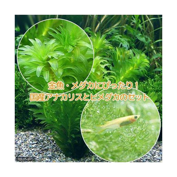 i߂jij_JE@Y@AiJXi_jiT{j{q_JiUCj