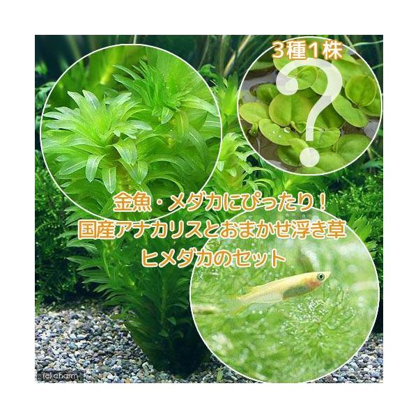 i߂jij_JE@Y@AiJXi_jiT{j{܂R{q_JiUCj