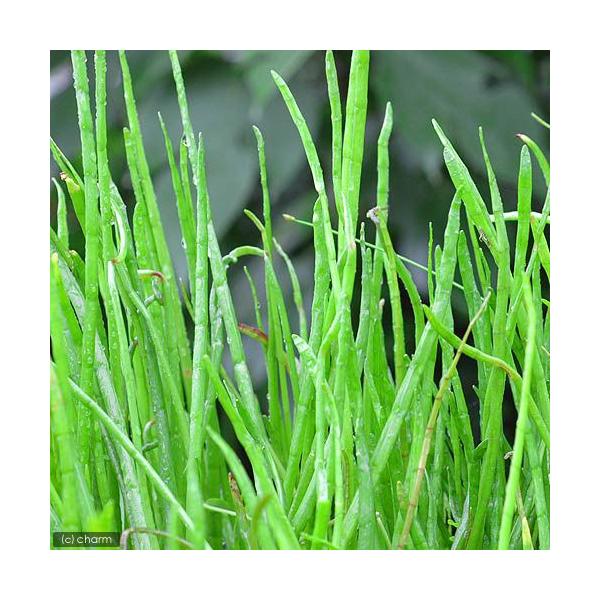 ijGIvVX@}NBA[iitjiPj