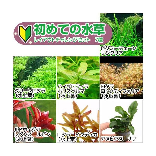 ij߂Ă̐@CAEg`WZbg@Vitj