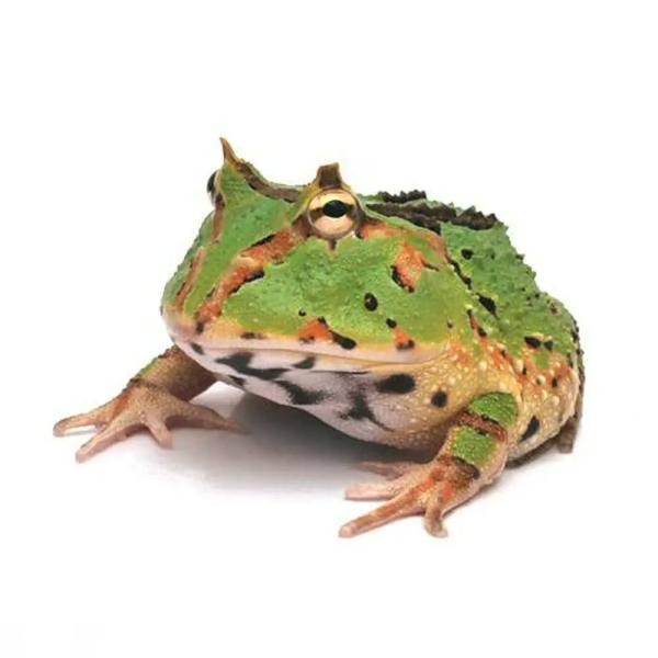 iށjt@^W[cmKG@O[iPCj@kCEBq֗vۉ