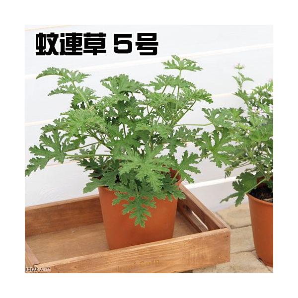 虫よけ 草 総合 Favofavoitems