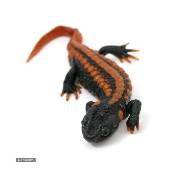 PF_SPQ　Urodela　熱帯魚・エビ他　ザリガニ・その他生体　両爬生体　イボイモリ　いもり　コイチョウ　こいちょう　コイチョウイボ　めずらしい　かわいい