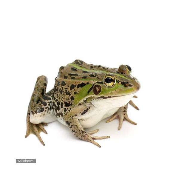 iށjgELE_}KGiPCj@kCEBq֗vۉ