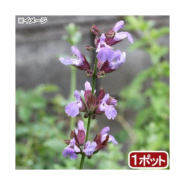 iϗtAjn[uc@Z[W@R@RiP|bgj@ƒ؉@eB[