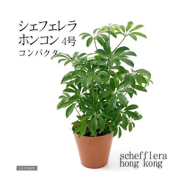 チャーム（charm） （観葉植物）シェフレラ ホンコン コンパクタ 4号