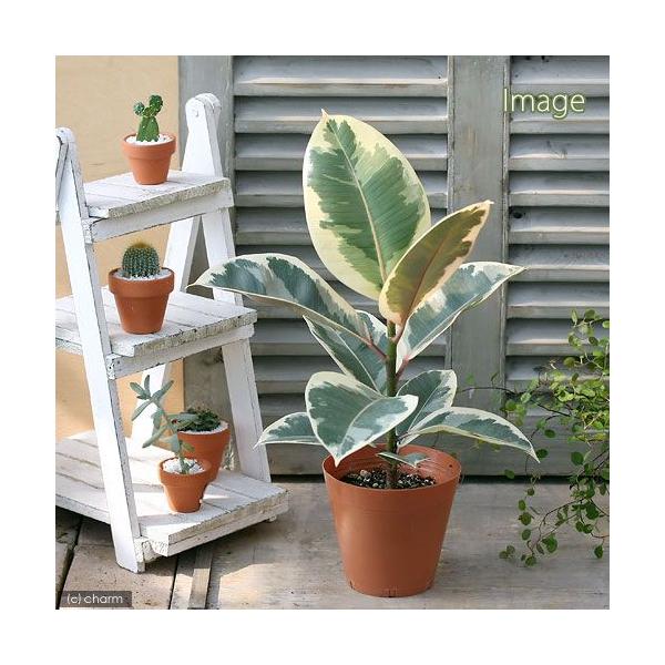 観葉植物 フィカス・エラスティカの人気商品・通販・価格比較 観葉植物 フィカス・エラスティカの人気商品・通販・価格比較