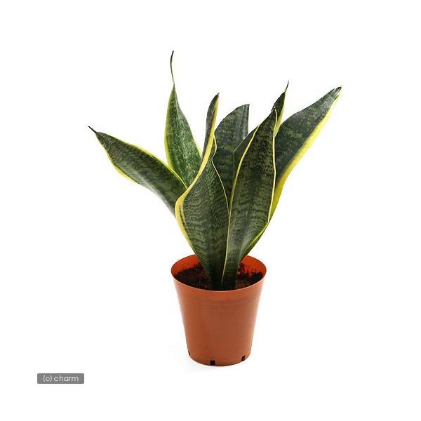 ガーデニング　観葉植物　サンスベリア　ローレンチ　スパーバ　20120620　ＨＴ　20130610　_gardening　4goukanyou_series植物　植物生体　ガーデニング生体　育て方　育成方法　栽培方法　plant2017　...